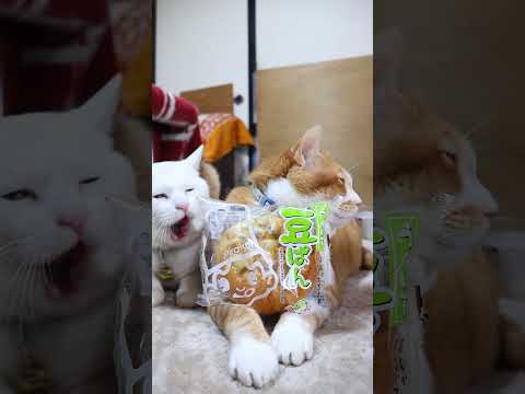 うぐいす豆ぱん　260212　のせ猫　 cat cute kitten　 ねこ 猫のいる暮らし cutecat　 ネコ… サムネイル