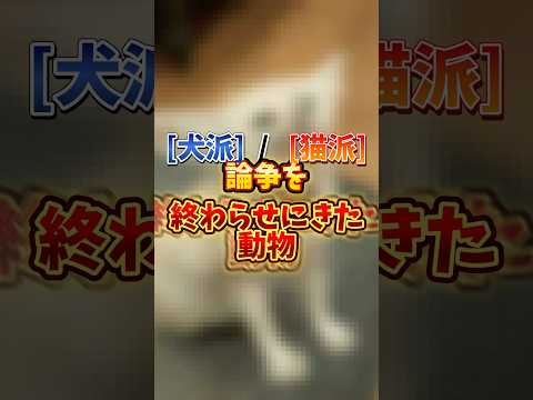 最新の神回！犬猫ハーフ動物の魅力に迫る サムネイル