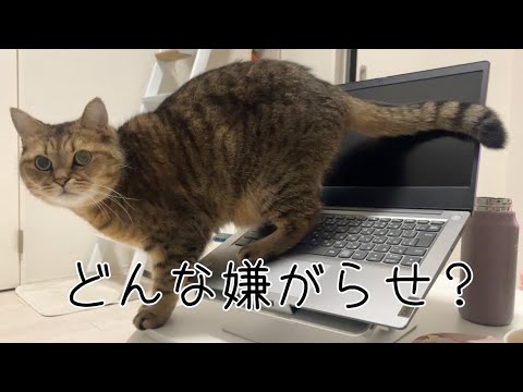 【被害】家で仕事をしていたら猫に想像を超える妨害を受けました… サムネイル