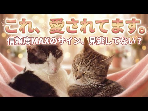 【実はこれ、愛の告白です】猫が大好きな飼い主にだけ見せる秘密のサイン サムネイル