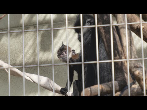 天王寺動物園　霊長類　2025012 サムネイル