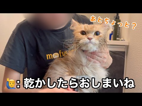 お風呂の後、真っ先に甘えに来た猫が可愛すぎた サムネイル