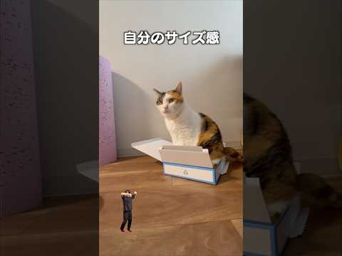 「サイズ感バグってる」猫あるある|フルはApple Musicほか音楽アプリへ サムネイル