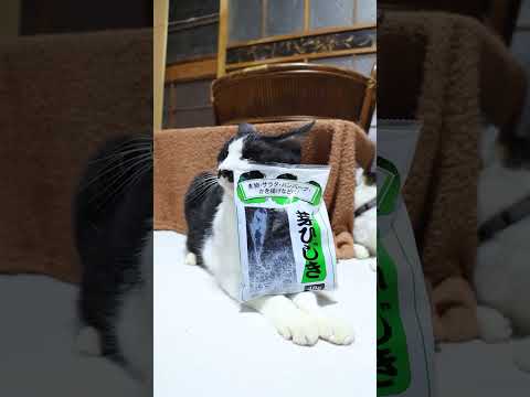 芽ひじき　260126　のせ猫　ひじき　 cat cute 猫のいる暮らし　 ネコ cutecat ねこ　 kitte… サムネイル