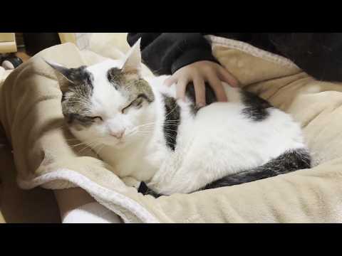 甘えたい時は最終的に娘の膝の上で落ち着く猫 サムネイル