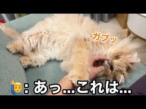 【後編】飼い主のお風呂上がり、猫が手に負えない事態になりました… サムネイル
