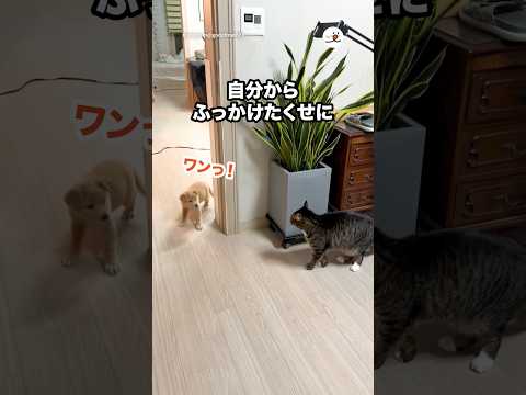 自分からふっかけたくせに…｜PECO サムネイル