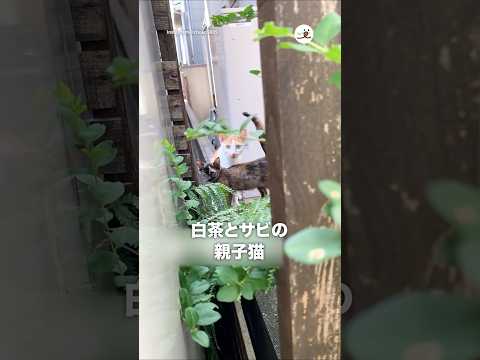ある日突然現れた親子を保護して｜PECO サムネイル