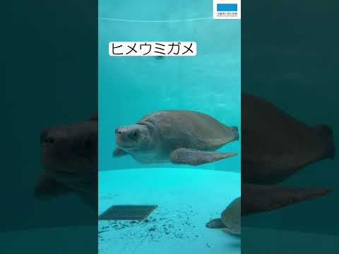 ウミガメ館のウミガメ サムネイル