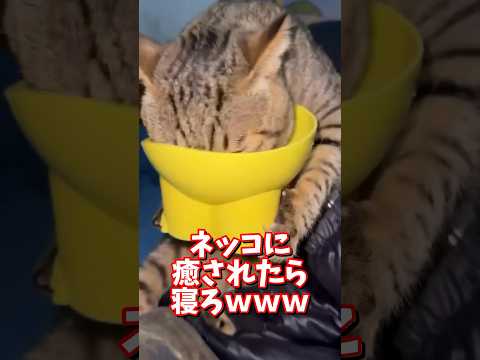 ネッコの動画で癒されたら寝ろｗｗｗ　2ch  動物  猫 癒やし ねこ動画 サムネイル