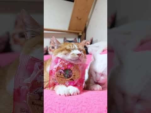 バウムクーヘンすこやかの樹 さくら　260311　のせ猫　 cat　 cute　 ネコ　 ねこ　 猫のいる暮らし　 k… サムネイル