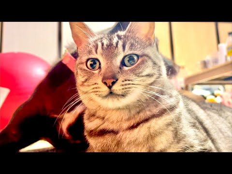 猫が１歩も動けなくなりました サムネイル