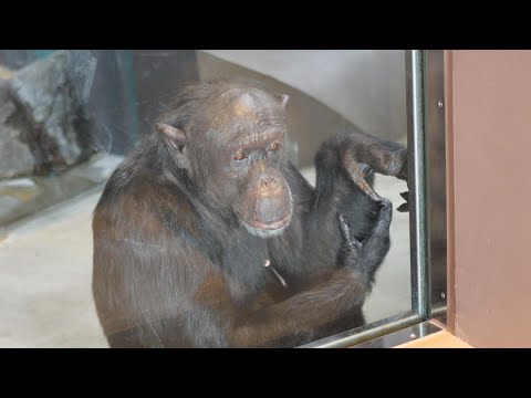 リッキー、ミナミ、レモン、プテリ、レックス、ナナコ、マリリン　天王寺動物園　チンパンジー　2025012 サムネイル