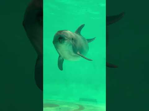 おたる水族館海産総選挙　①バンドウイルカ サムネイル