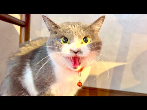 猫の様子がなんか変 サムネイル