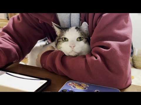 仲が良すぎるモフモフ猫と甘えん坊猫 サムネイル
