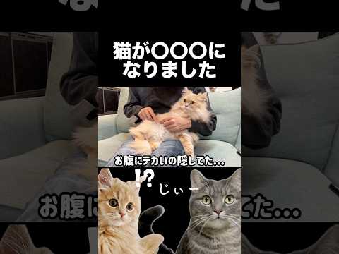 猫があるものにしか見えなくなりました...shorts 猫 猫のいる暮らし サムネイル