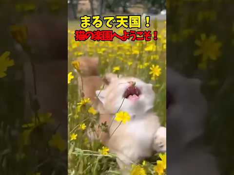 これが…天国…？ #猫 #cat #cats #cute サムネイル