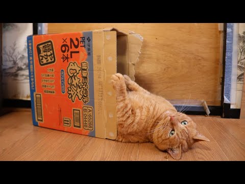 健康ミネラルむぎ茶の箱の麦茶　box and cat　260202 サムネイル