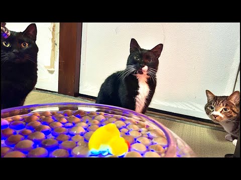 99%が眠くなる｜猫×ウッドボールASMR Deep Relax ASMR｜Cat Purring & Wooden… サムネイル