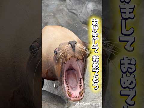 《鳥羽水族館》あけましておめでとうございます🎉2026年も鳥羽水族館をよろしくお願いします❣️鳥羽水族館 水族館 トド… サムネイル