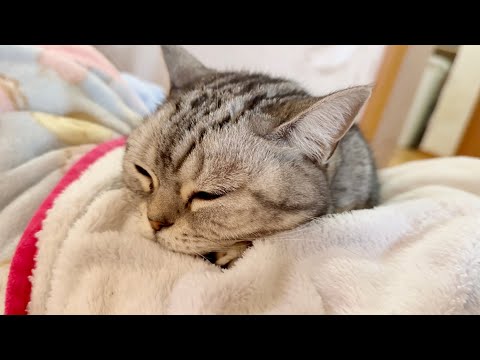 インフルエンザの娘にあごを乗せて喉をゴロゴロ鳴らして自然治癒力を高めてくれてるあいちゃん。 サムネイル