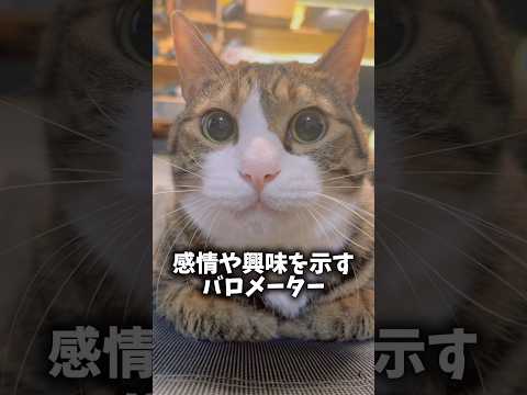 表情豊かな猫#cats #shorts #球太 サムネイル