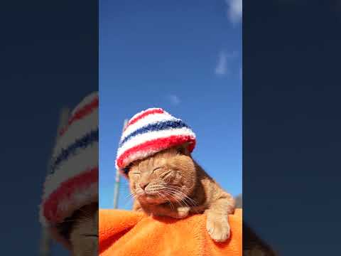 しましまぼうし　260128　のせ猫　しましまぼうし　 cat cute ねこ　 ネコ　 猫のいる暮らし　 cutec… サムネイル