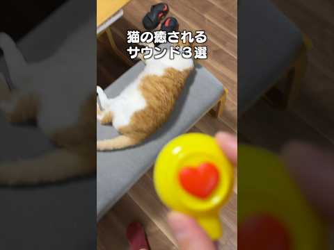 「猫の癒されるサウンド３選」猫あるある|フルはApple Musicほか音楽アプリへ サムネイル