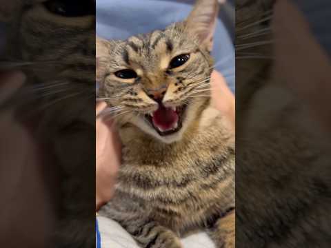 大暴れ姫(猫)を寝かしつけるwww cat 猫 サムネイル