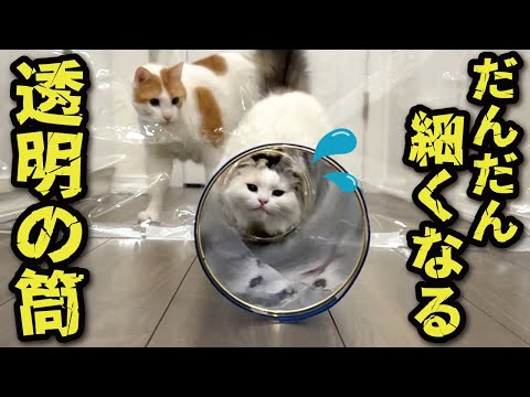 だんだん細くなる筒を必死にくぐろうとする猫たち サムネイル