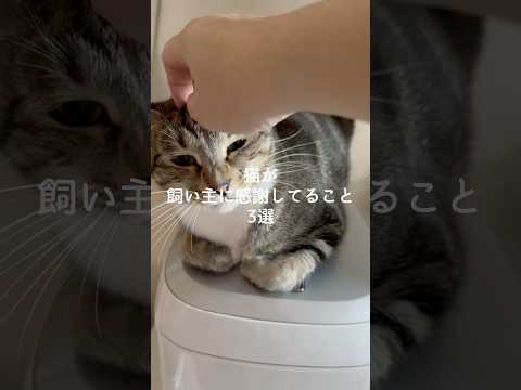 猫が飼い主に感謝してること3選 猫 ねこ 猫好きさんと繋がりたい 猫動画 ねこのいる生活 猫好き 雑学 豆知識 保護猫… サムネイル