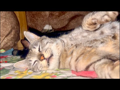 Deep Relax ASMR｜Cat Purring & Wooden Balls【live】 サムネイル
