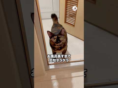 お風呂長すぎて文句を言う猫｜PECO サムネイル