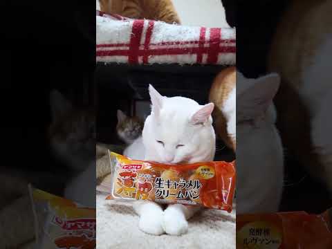 薄皮　生キャラメルクリームパン　260131　のせ猫　 cat cute ねこ　 猫のいる暮らし　 cutecat… サムネイル