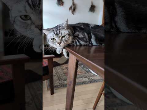 アメショーのラッテ アメショ ＃アメリカンショートヘア＃猫との暮らし猫と暮らす家猫 サムネイル