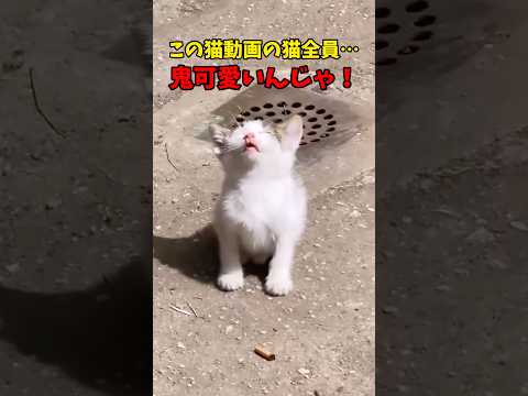 全員、可愛い🩷 猫 cat cats cute サムネイル