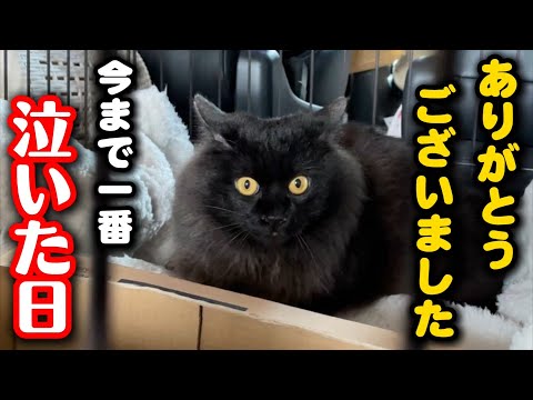 保護猫活動を始めて一番泪した日になりました サムネイル