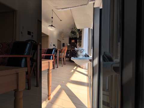 アメショーのラッテ アメショ アメリカンショートヘア 猫と暮らす家猫との暮らし猫 サムネイル