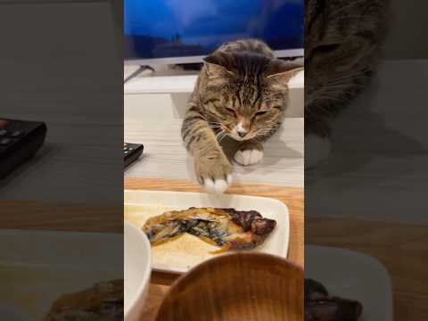 目の前で堂々と盗み食いを企むアザラシほたて君 サムネイル