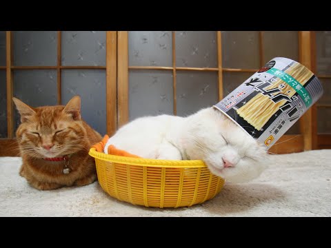 こたつのねこたちLIVE配信　　2026年1月30日 サムネイル