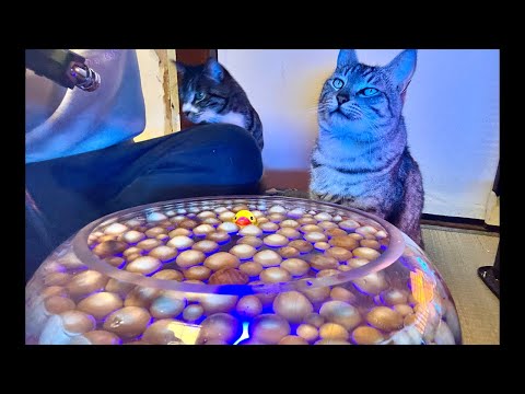 99%が眠くなる｜猫×ウッドボールASMR Deep Relax ASMR｜Cat Purring & Wooden… サムネイル