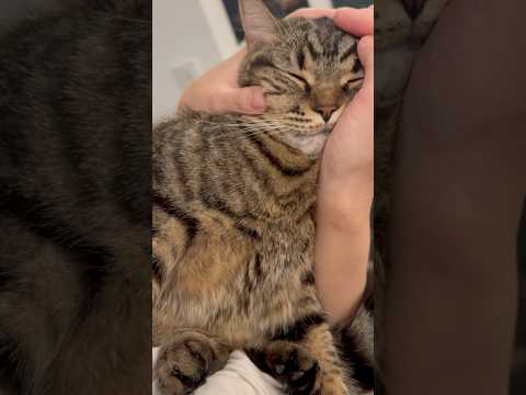 ママの手が気持ち良すぎて爆睡しちゃう猫...笑 cat 猫 サムネイル