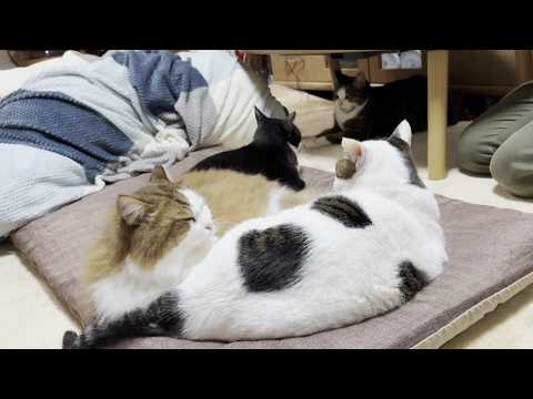知らんかった、4匹の猫団子ができる難しさを サムネイル