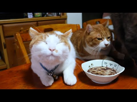 猫たちこしあん作って小豆はっとう作り　260212 サムネイル