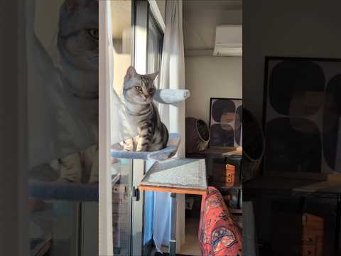 アメショーのラッテ アメショ アメリカンショートヘア 猫と暮らす家猫との暮らし猫 サムネイル
