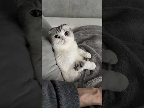 😽&☺️ cat 猫 サムネイル