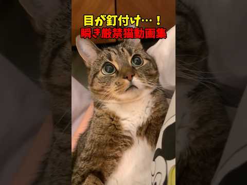 目が離せない😳猫 cat cats cute サムネイル