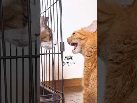 世界一可愛いと言われた猫が新入りと対面した日 cat 子ネコ 保護猫 ネコ サムネイル