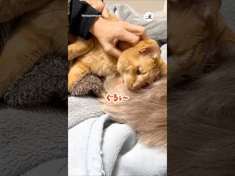 猫は絶対に吸わないと言っていた男の末路がこちら｜PECO サムネイル